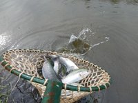 Zarybňování Litavky (13)